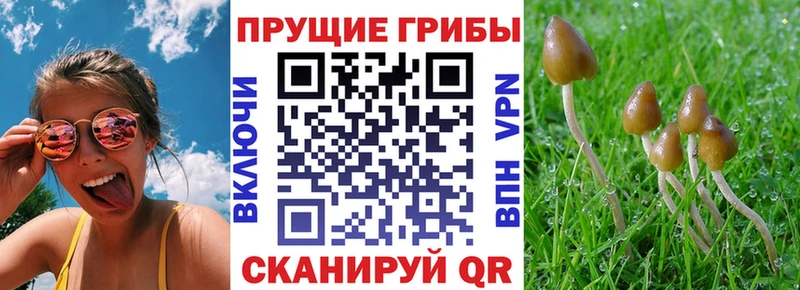 Псилоцибиновые грибы Psilocybe  цены   MEGA маркетплейс  Кимовск 